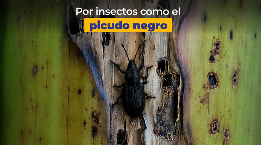 AgrocalidadEC's tweet photo. 🛡️#ProtegeTusCultivos | El Moko se dispersa por suelo contaminado adherido al calzado, herramientas, animales y maquinaria. La limpieza y desinfección son la barrera para proteger tus plantaciones. 🌴 https://t.co/56b2HyUaxj