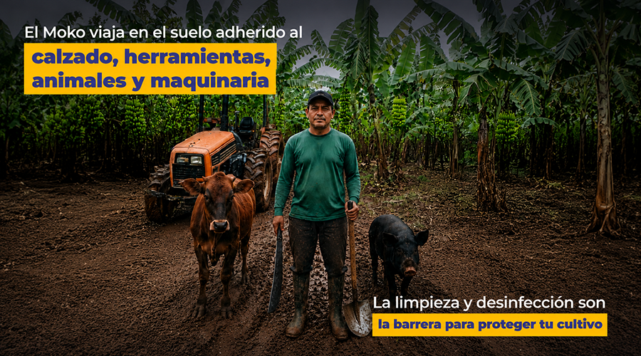 AgrocalidadEC's tweet photo. 🛡️#ProtegeTusCultivos | El Moko se dispersa por suelo contaminado adherido al calzado, herramientas, animales y maquinaria. La limpieza y desinfección son la barrera para proteger tus plantaciones. 🌴 https://t.co/56b2HyUaxj