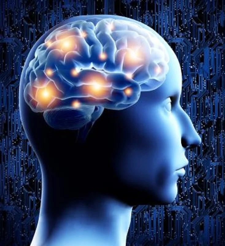 Polymarket's tweet photo. JUST IN: Researchers unveil AI system capable of generating videos optimized to selectively activate targeted regions of the human brain. https://t.co/XExUHZkP8v