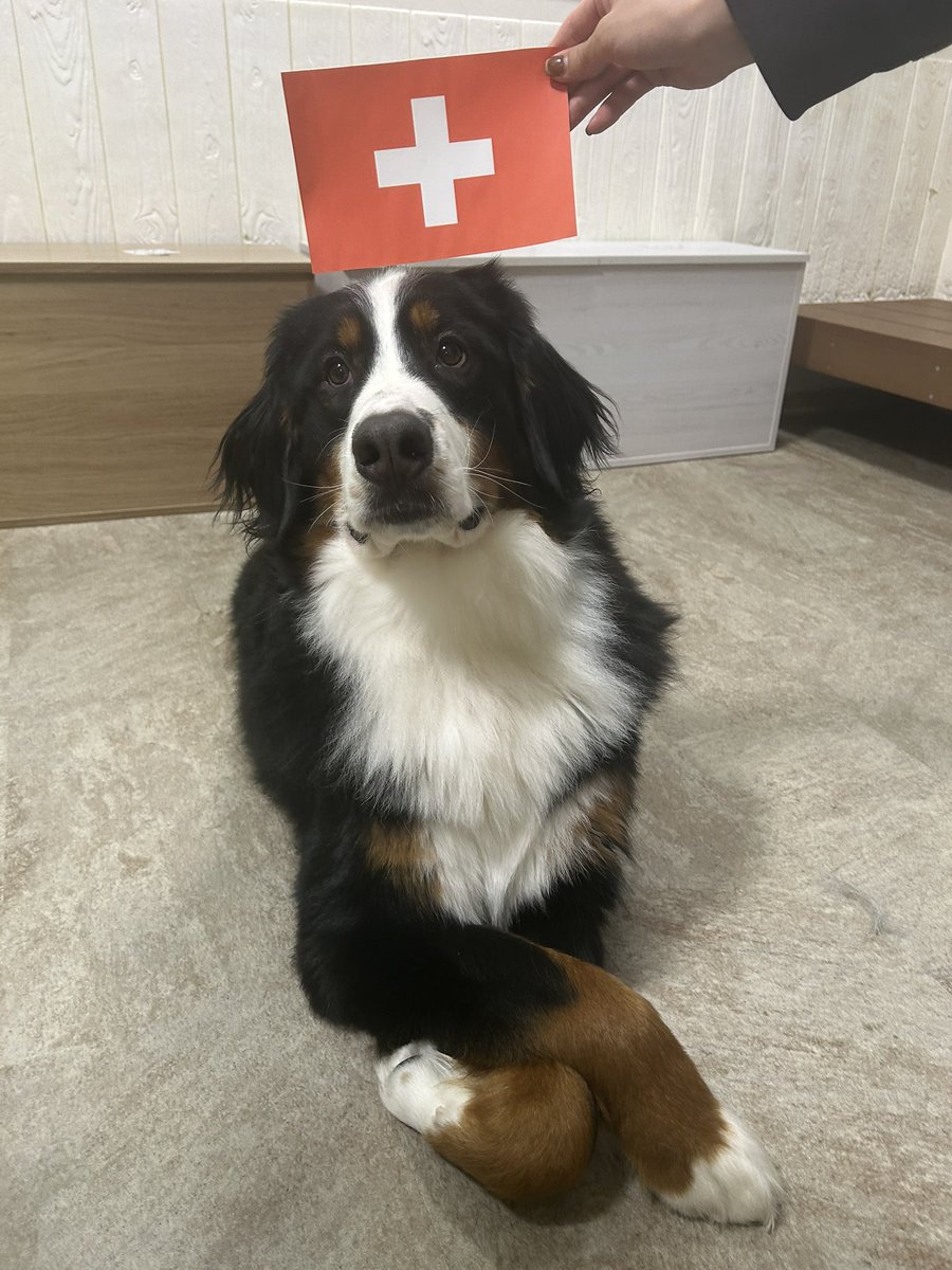 hotto_oneone's tweet photo. それぞれの犬種わかる？🇨🇭

スイス原産、スイス原産、スイス原産、半分スイス原産🐾 https://t.co/m49xqaEvEQ