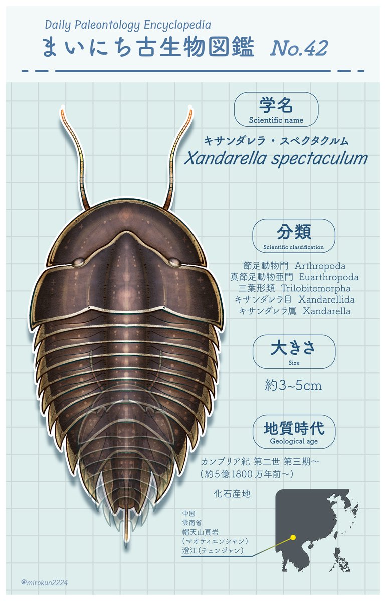 mirokunn2224's tweet photo. #Cambrian #illustration #paleoart #イラスト
前回のクイズの主役、キサンダレラ(Xandarella)!
三葉虫に見えて意外と違う、そんな生き物なんですねぇ... https://t.co/yiUeZXXX4G