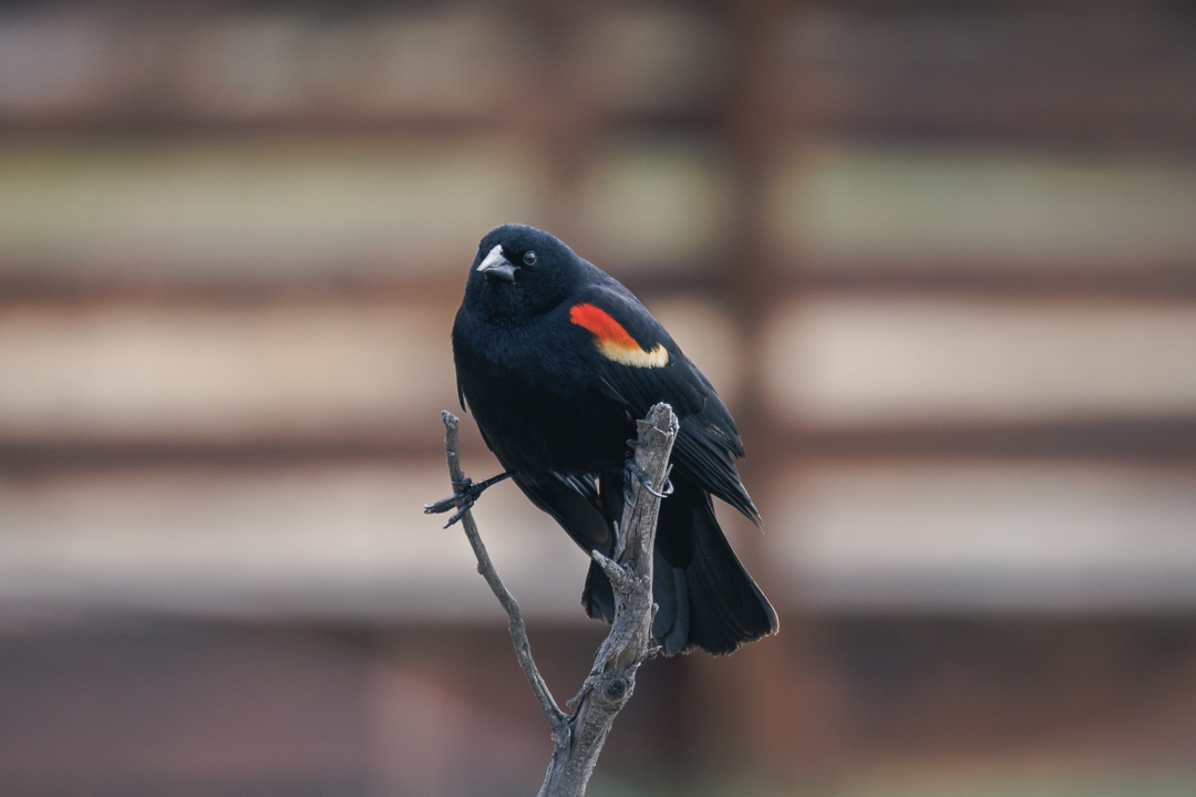 RPtdpt's tweet photo. All black.
One flash of red.
Zero apologies.
🖤🔴
#redwingedblackbird #birdphotography #fineartphotography #wildlifephotography #blackandred #natureprint #birdsofinstagram #coloradowildlife #printsforsale https://t.co/Zw03KfLL4Y