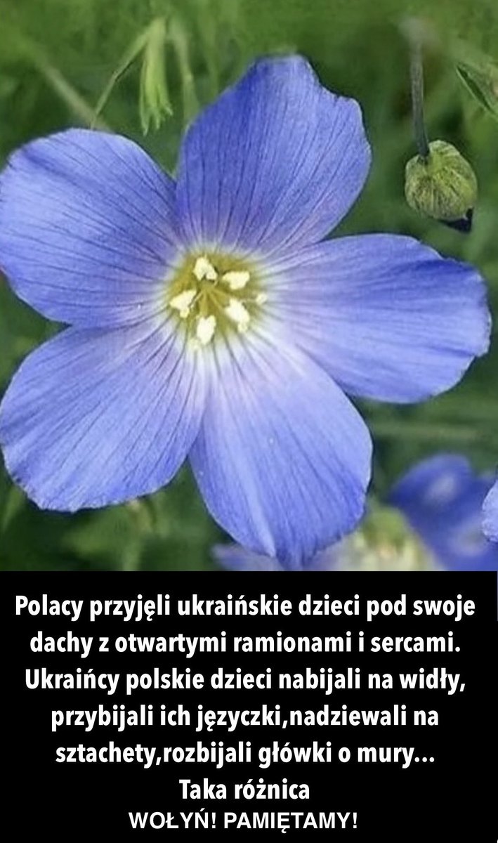 MaleckiAre2618's tweet photo. Polacy przyjęli ukraińskie dzieci pod swoje dachy z otwartymi ramionami i sercami.
Ukraińcy polskie dzieci nabijali na widły, przybijali ich języczki, nadziewali na sztachety,rozbijali główki o mury.
Taka różnica
WOŁYŃ! PAMIĘTAMY!

#Polska #Polacy #wojsko #rząd  #wołyń #pamietamy https://t.co/A8DBcxbe5O