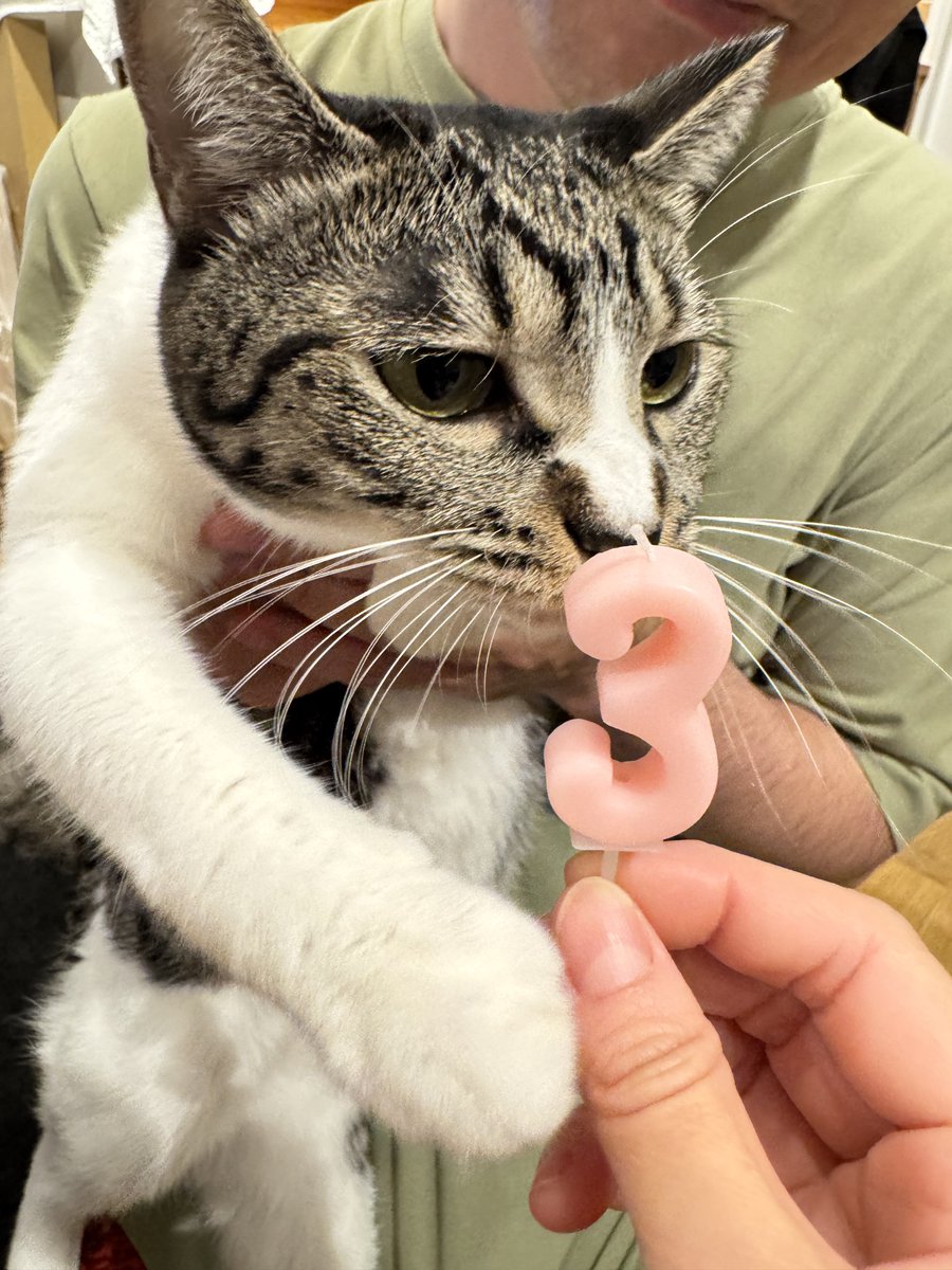 Preflight_d's tweet photo. 猫の「れも」、本日7月10日で満3歳になりました（暫定の誕生日🎂）

保護した日は、とても小さく、どこか険しい表情でしたが、よくぞここまで大きく育ってくれました🥳👏 https://t.co/C62s0GxqUM