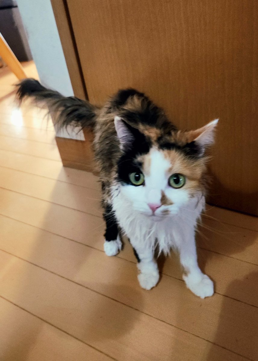 Katahara_BloomS's tweet photo. ここでいったん猫ちゃんです。 https://t.co/YdmIwoCTJw