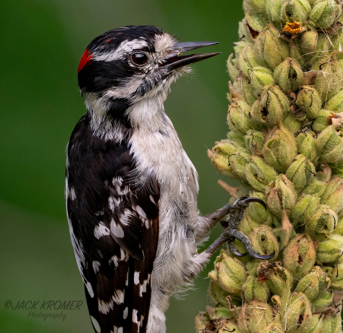 kromerpics's tweet photo. Downy Woodpecker smiling for the camera. 
Housenick Park 
July 2026 https://t.co/aGGqhGyQ4q