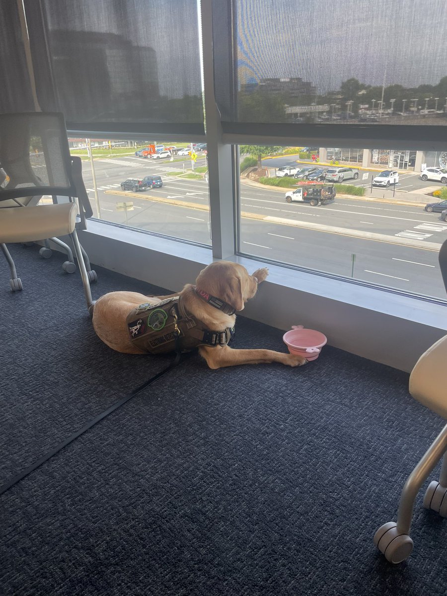BARTLETTPOLICE's tweet photo. K9 Dayda is off doing super-secret squirrel training in Virginia.  She’s definitely ready to get back to the B-Town!

And by super-secret squirrel training, what I mean is her training was explained to me, but I didn’t understand it 🤷 https://t.co/RdEZ1FwEDq