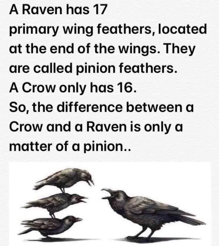 The_Regal_Raven's tweet photo. https://t.co/bX0pdzvFWE