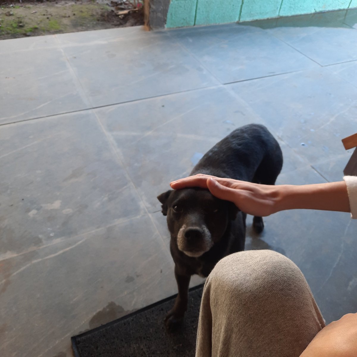 heygrands's tweet photo. PÉSSIMO esse airbnb que os proprietários ficam na minha porta pedindo comida, carinho e gritando pra me acordar https://t.co/4dLK93x5Xf