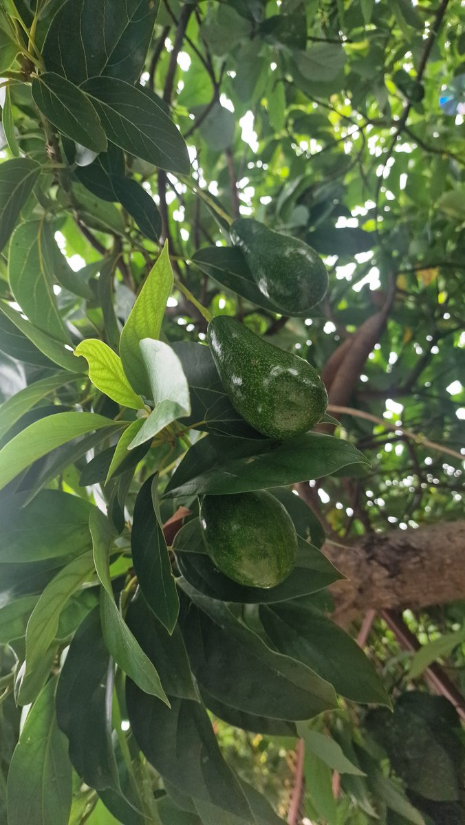 YodkaewKanittha's tweet photo. ที่​บ้านมีต้น​ avocats 🥑🥑🥑🥑  ปลูก​ไว้​8 ปี https://t.co/I8zeIVGTgs