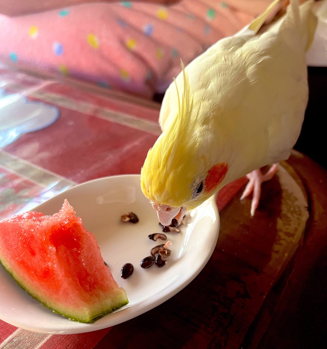 dollchka's tweet photo. 小玉スイカあわびちゃん
可愛いねえ、可愛いねえ🍉
食べ方下手なのがほんと可愛いw
スイカ見えたら飛んでくるので夏はスイカ買うの楽しいw https://t.co/jY3vywzIDt