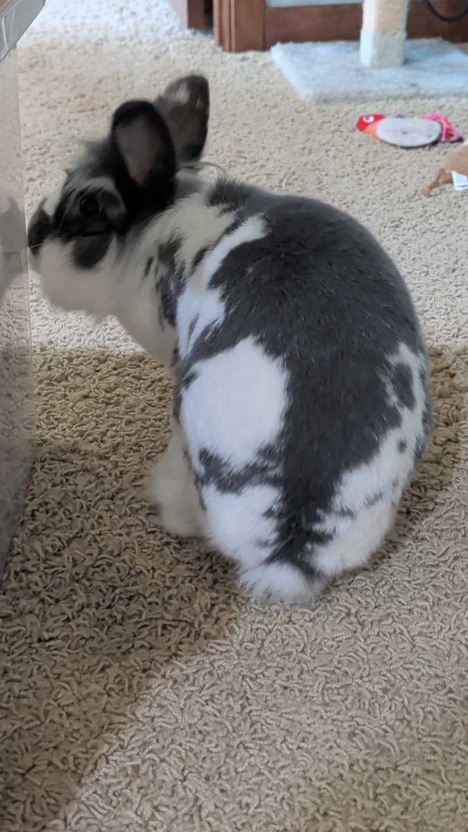 05HAWKI's tweet photo. #FluffButtFriday https://t.co/LuVApeTQCv