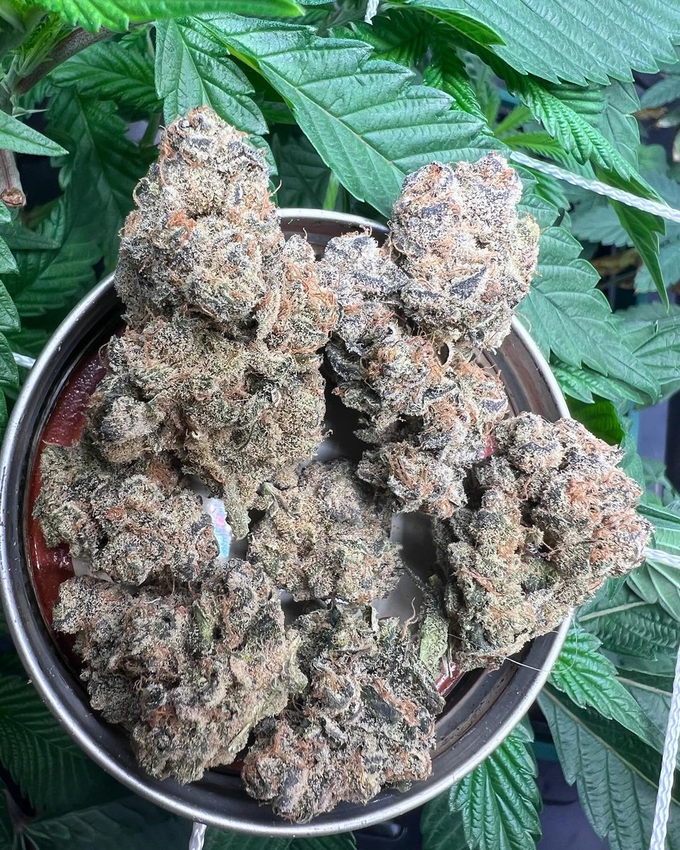 legalseeds's tweet photo. Any names suggestion! @legalseeds https://t.co/4Z4VYaXb2v
