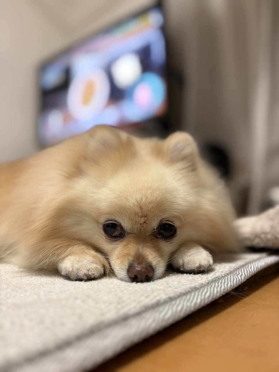 koooochannel's tweet photo. たいちょう わるすぎて ひとばん にゅういんに なったのです🐶

#飼い主だけにしかみせない顔 
#犬のいる暮らし 
#全日本うちの子可愛い地方選手権⁠ https://t.co/fRoHn0RMph