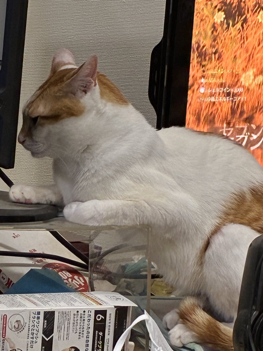 cathome_2003's tweet photo. きみそれリラックスできてんの？ https://t.co/d5HA7oHV4g