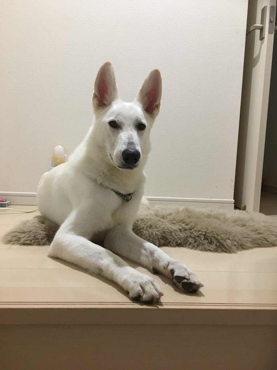 privateeye_pet's tweet photo. 【迷子犬を探しています‼️】

山梨県笛吹市御坂町井之上付近にて

7月10日から行方不明になりました💦

目撃した方はリプライやDMをいただけますと幸いです🙇‍♂️

名前：大佐（タイサ）
性別：オス（避妊済）
年齢：10歳
特徴：白く大きな犬
　　　ホワイトシェパード
　　
　　　チェーンカラー（首輪）と
　　　ワイヤーロープがついている
　　　
　　　ワイヤーロープごと外れて
　　　逃げてしまっています。

　　　人に率先して寄っていく子ではなく
　　　飼い主にとても懐いているため、
　　　発見した場合には無理に追いかけず
　　　情報のみご共有をお願いします。

#迷子犬 #犬 #迷い犬 #山梨県 #笛吹市 #拡散希望 #迷子ペットを守りたい