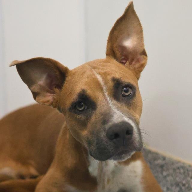 pups_in_need's tweet photo. SanAntonioACS,TX
🐾GRETEL
Female
🌼Pet id - A809975
🆘️AT RISK TODAY, 7/10
3 years
Medium size
Loving, loyal, gentle
#adopt
#rescue
📧
acsadoptions@sanantonio.gov
acsrescue-foster@sanantonio.gov
Fosters get free pet food, vet care
https://t.co/ZhdwjuLYRz https://t.co/KB2yRsYotw