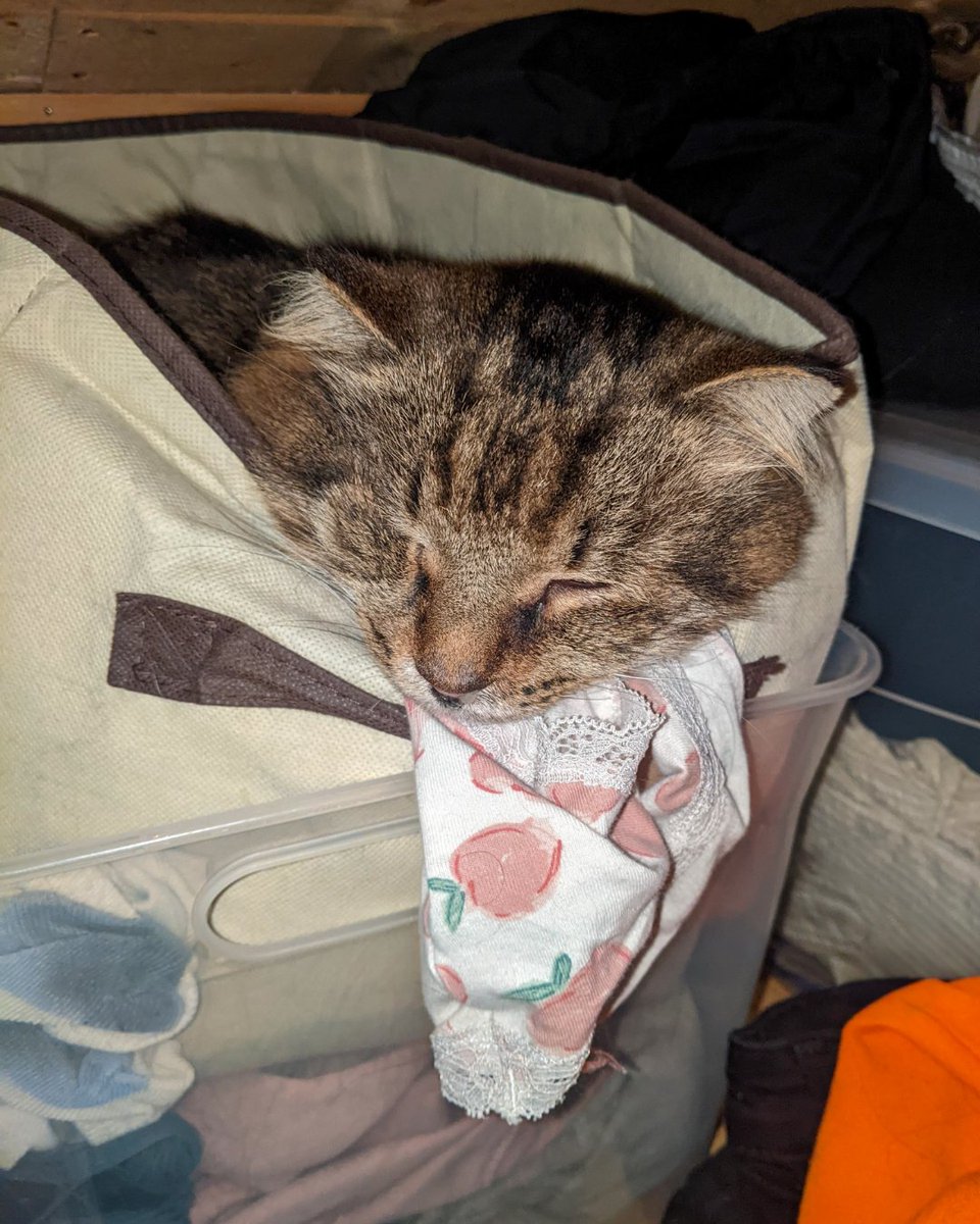 ASPCA Pet Insurance tweet media
