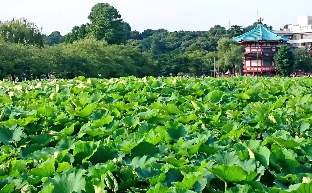 kafuka123null's tweet photo. 上野恩賜公園　不忍池②

夏は蓮が最盛期を迎えて
蓮の葉で池が一面緑になる
蓮の花の色はサンスクリット語で
「パパラチア」
温かみのあるピンクのグラデーション
清らかさがあって目が離せなくなる位
惹き込まれる

#バクステ旅行部 https://t.co/Q2zICWc9VW