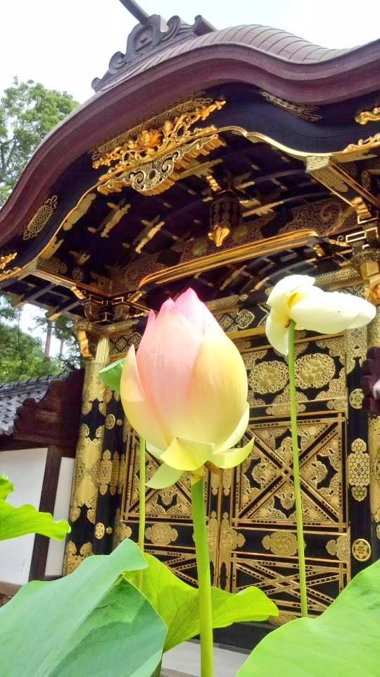 kafuka123null's tweet photo. 上野恩賜公園　不忍池②

夏は蓮が最盛期を迎えて
蓮の葉で池が一面緑になる
蓮の花の色はサンスクリット語で
「パパラチア」
温かみのあるピンクのグラデーション
清らかさがあって目が離せなくなる位
惹き込まれる

#バクステ旅行部 https://t.co/Q2zICWc9VW