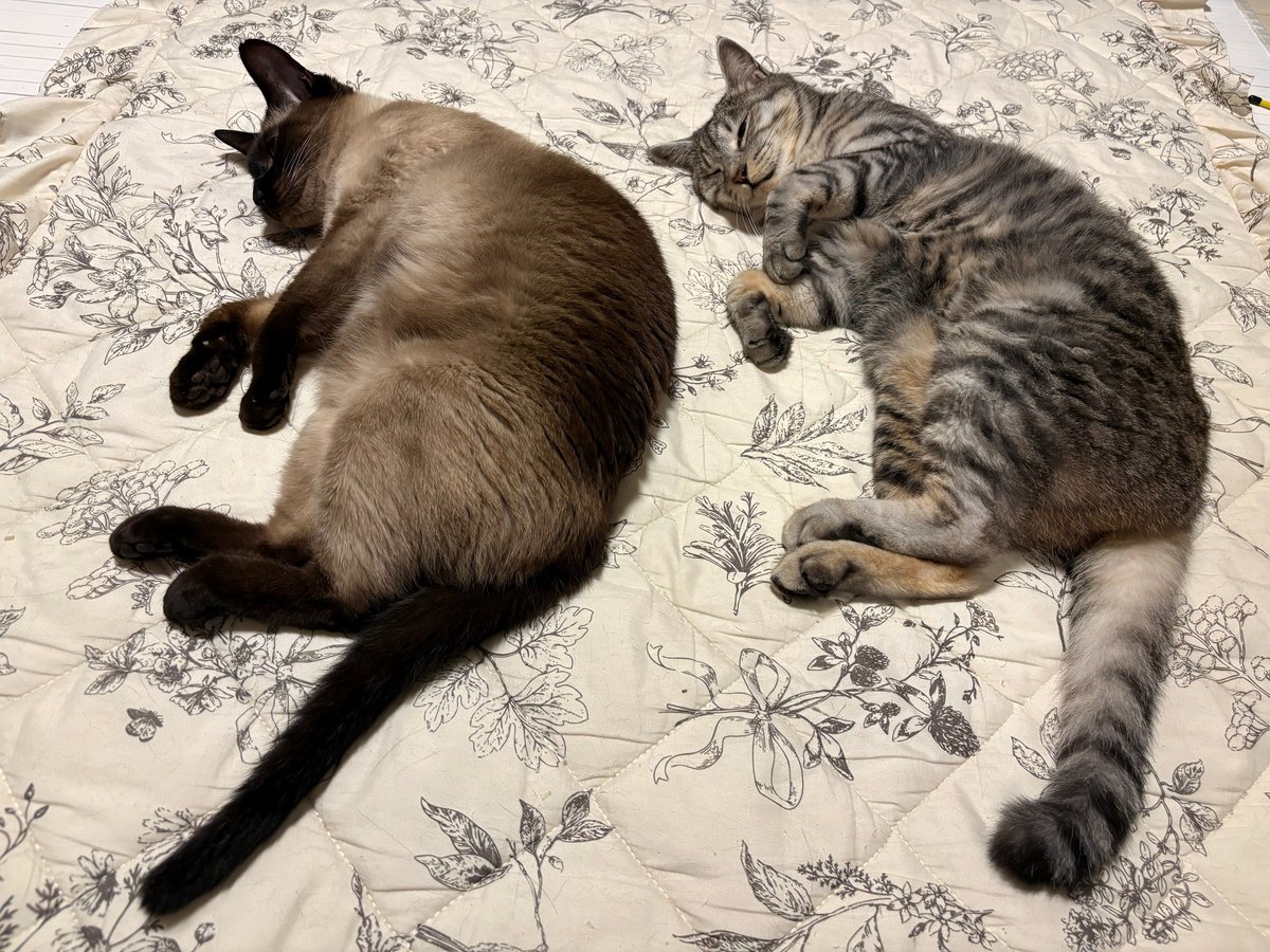 bibara_cat's tweet photo. クルミちゃん凛ちゃんおやすみー https://t.co/5vwd6FpFtj