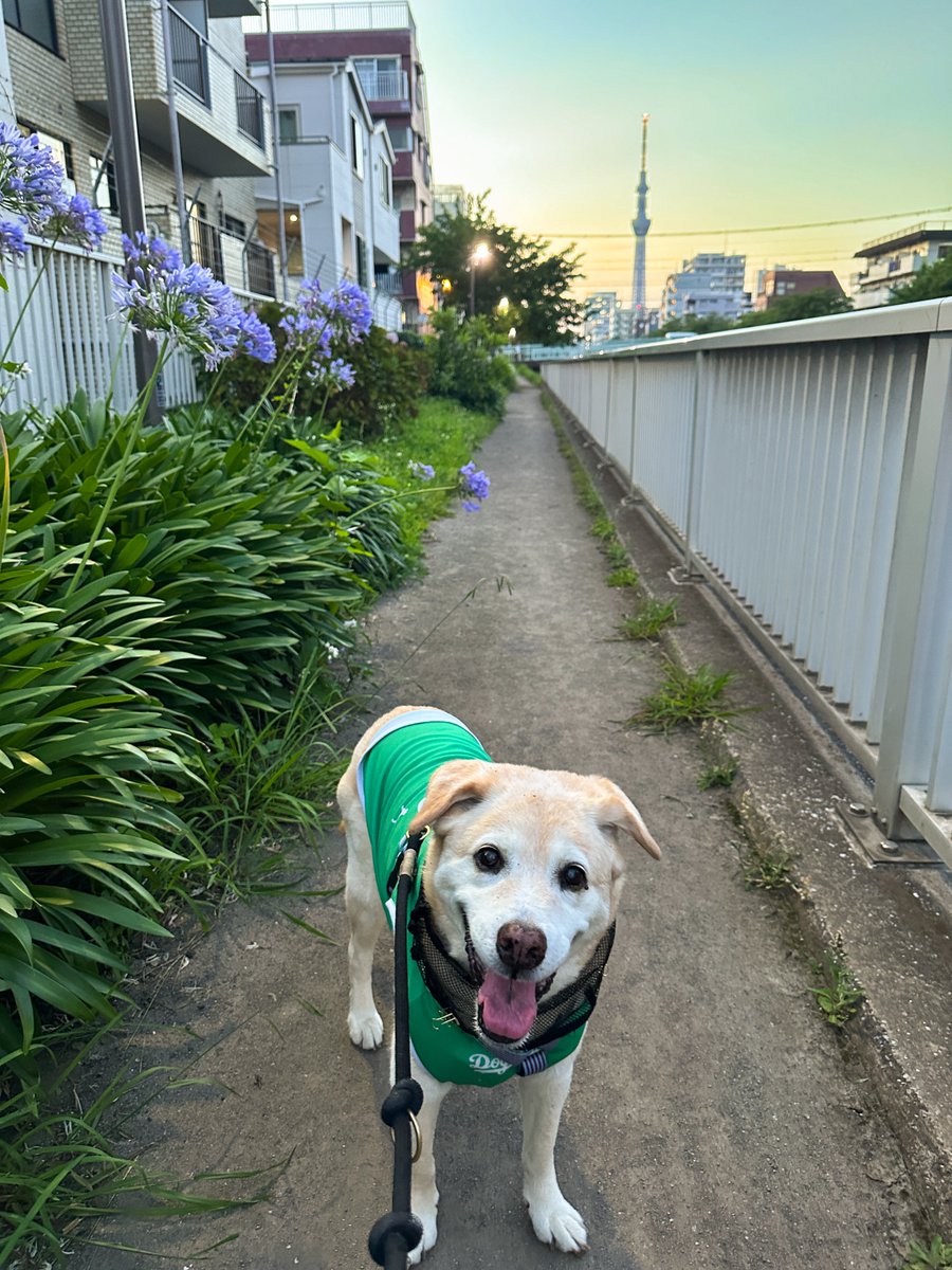 marcosan0606's tweet photo. マジックアワーと光り始めたスカイツリーとかわいいマルコさん💕
19時で25℃、風も強く歩きやすかった！
#15歳1ヶ月　#秘密結社老犬倶楽部 https://t.co/BboTHMD3L9