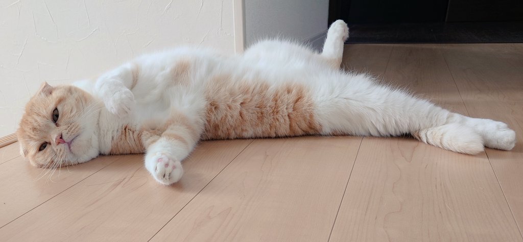 himri824's tweet photo. 色々思うことはあるけど幸せそうな顔してるからいいや…

台風や雨になるところもありながらひたすら暑いところもあるような週末だそうなので身の安全を第一にお過ごしくださいね✨️

#ひまりタイム https://t.co/WXX60U2fe5