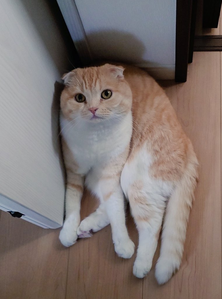 himri824's tweet photo. 色々思うことはあるけど幸せそうな顔してるからいいや…

台風や雨になるところもありながらひたすら暑いところもあるような週末だそうなので身の安全を第一にお過ごしくださいね✨️

#ひまりタイム https://t.co/WXX60U2fe5