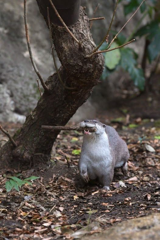 In_Otter_News2's tweet photo. Steve has been promoted to branch manager for trying his best.
Congrats, Steve!!! https://t.co/Ij5B1CpR6Y