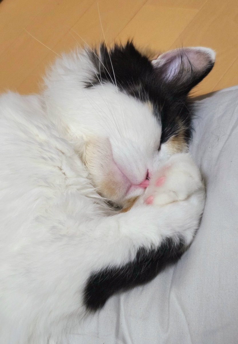 Katahara_BloomS's tweet photo. 何がどうなっても明日も社会と生活は続く　今日はねこちゃんを愛でて寝よう https://t.co/WV6zaItOyT