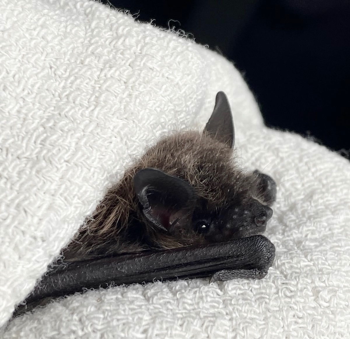 urgoregff's tweet photo. happy friday bat cuties 🖤🦇 https://t.co/Kn4ejoE1ZC