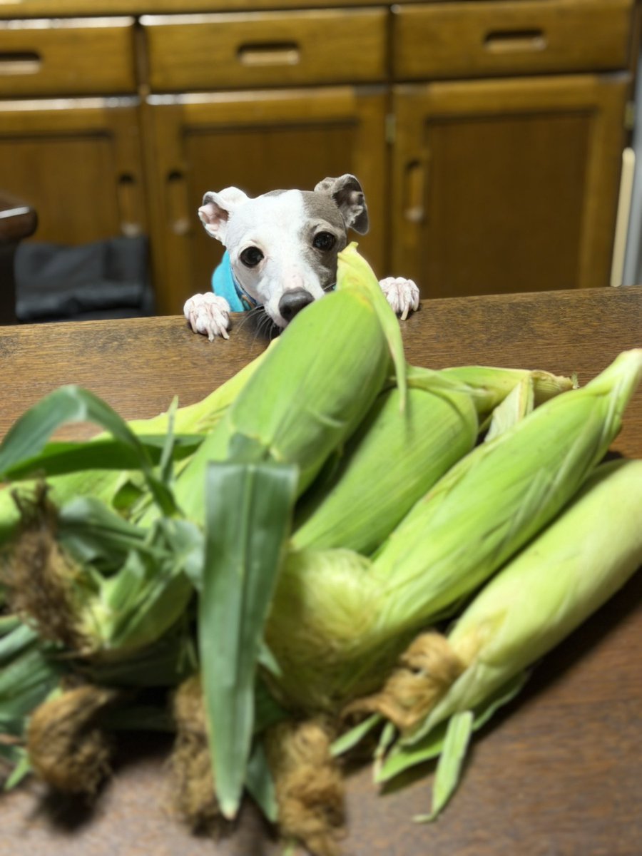 robinluna64's tweet photo. 息子が育てたとうもろこし🌽
ミールも気になっているようす。 https://t.co/v8OcwhNZKu