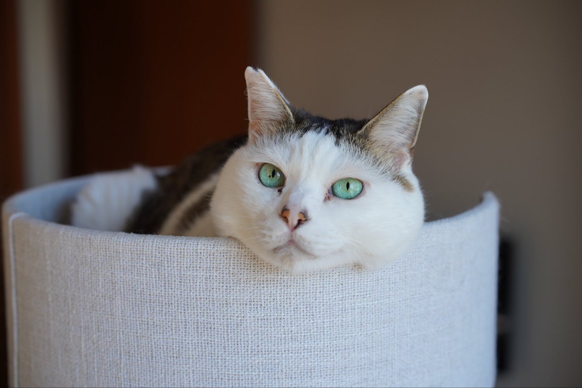 am_3392's tweet photo. 今日の猫です #猫 https://t.co/ICnoSEgKbY