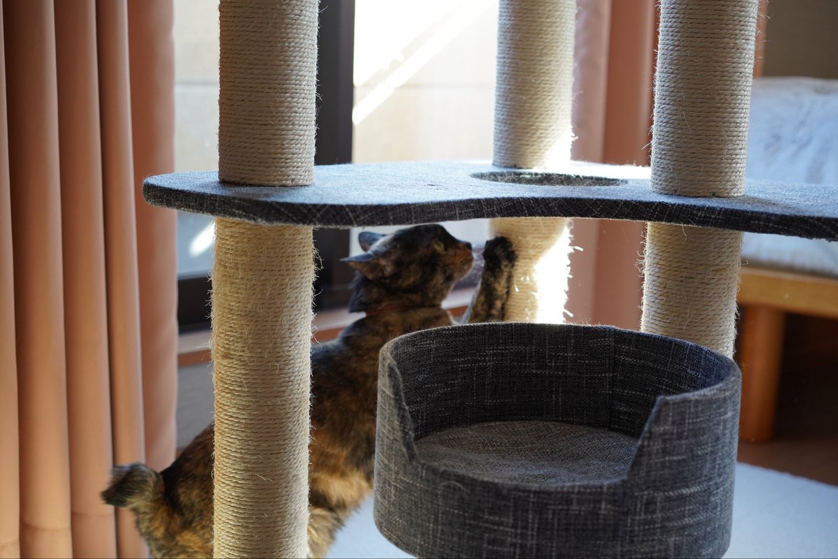 am_3392's tweet photo. 今日の猫です #猫 https://t.co/ICnoSEgKbY