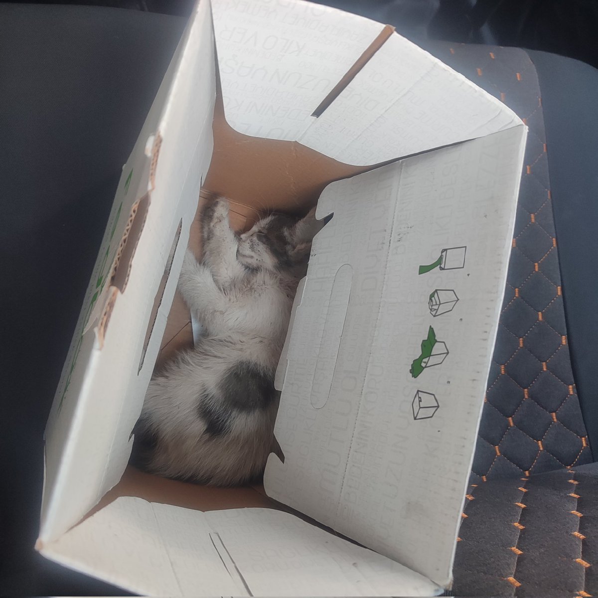 zambakinsani_'s tweet photo. Sabah bu yavruyu işe giderken taksiyle Cihangir vete goturdum şu an yoğun bakımda. Sonra mahalleli diğer kardeşinin de aynı durumda olduğunu söyledi. Yalvar yakar 1 kişi bulamadım sadece veterinere götürüp bırakacak ne para desteği istedim ne birşey ve en yoğun çalışma günüm+ https://t.co/Q1NZWNMis4