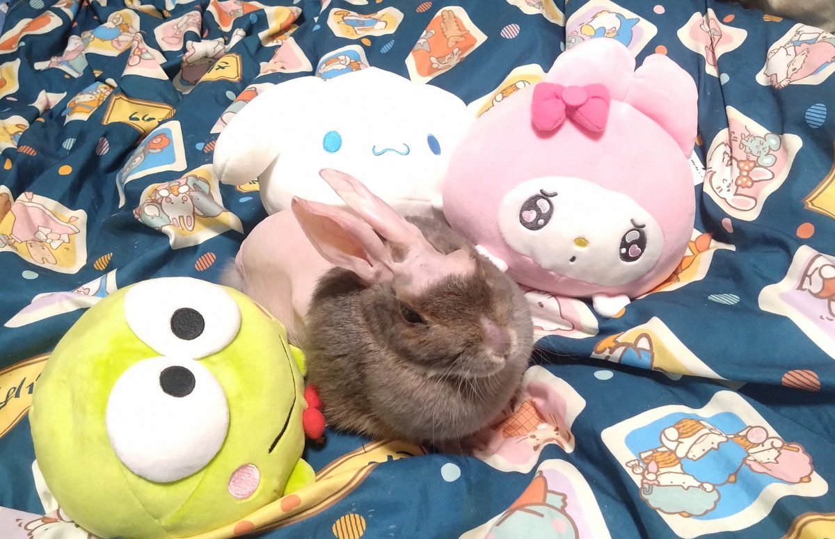 おやすみなさい🩷🐰 Good night🩷🐰 Boa noite🩷🐰 ＃うさぎ ＃Rabbit