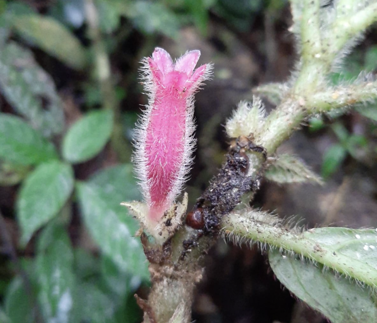 inst_humboldt's tweet photo. Describen tres nuevas especies de 𝘊𝘰𝘭𝘶𝘮𝘯𝘦𝘢 y una variedad endémica del Quindío | @elquindianoinfo
https://t.co/Q9JckAJlPJ https://t.co/ku9RVJyUOA
