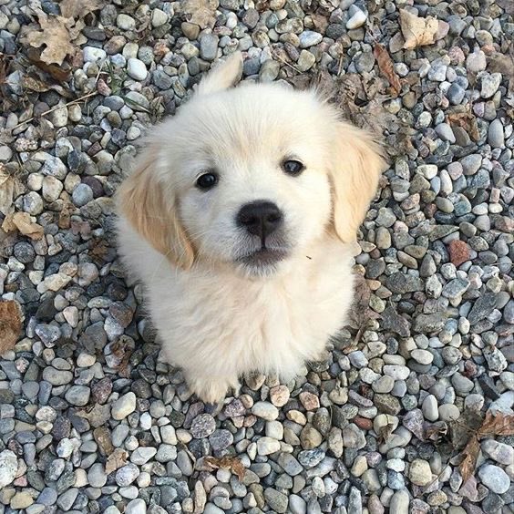 pseudo_puppy's tweet photo. owner we are outside!! its time for a treat owner!!!! treat! treat! treatttt!!! https://t.co/wjB0AvNeyk