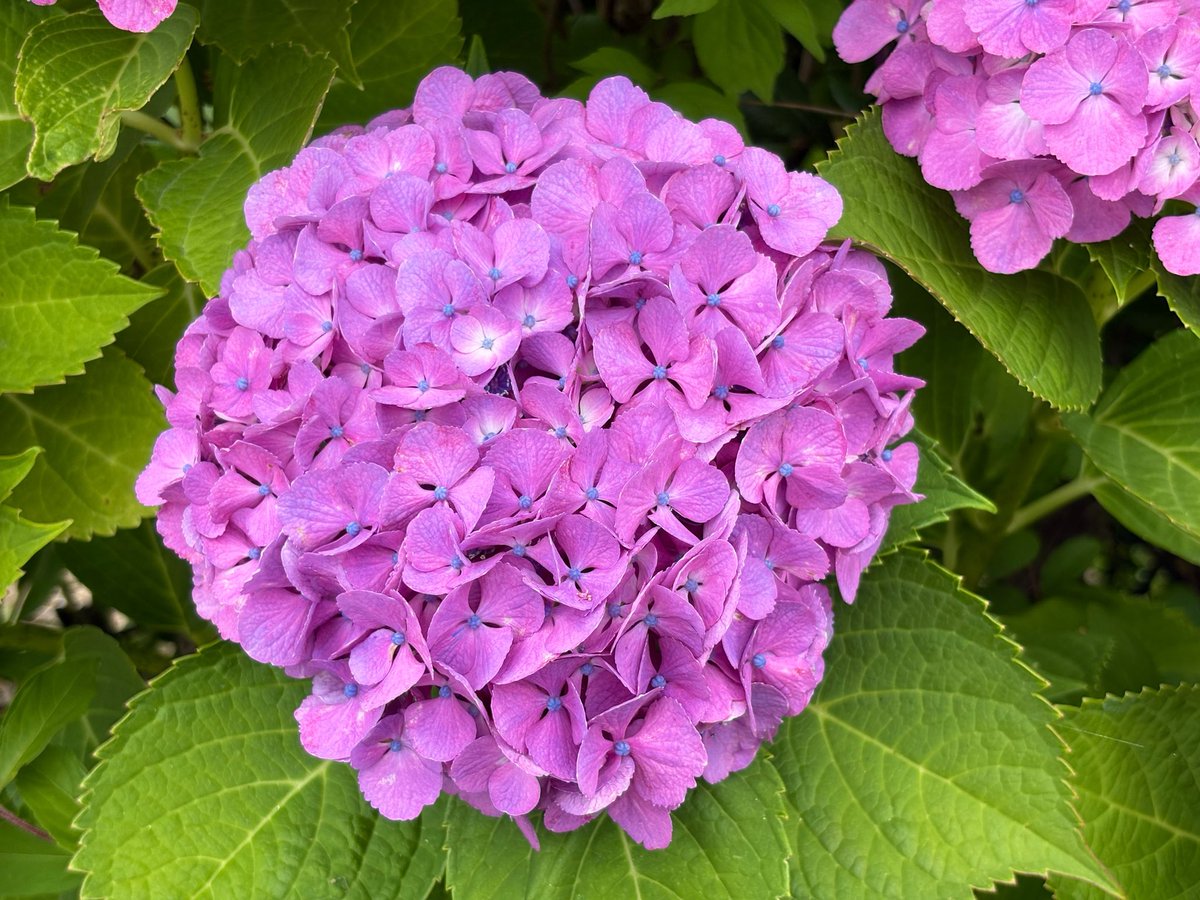 niiit_3's tweet photo. 少し前に見かけたお花たち✨ https://t.co/RNNEWKD6ut