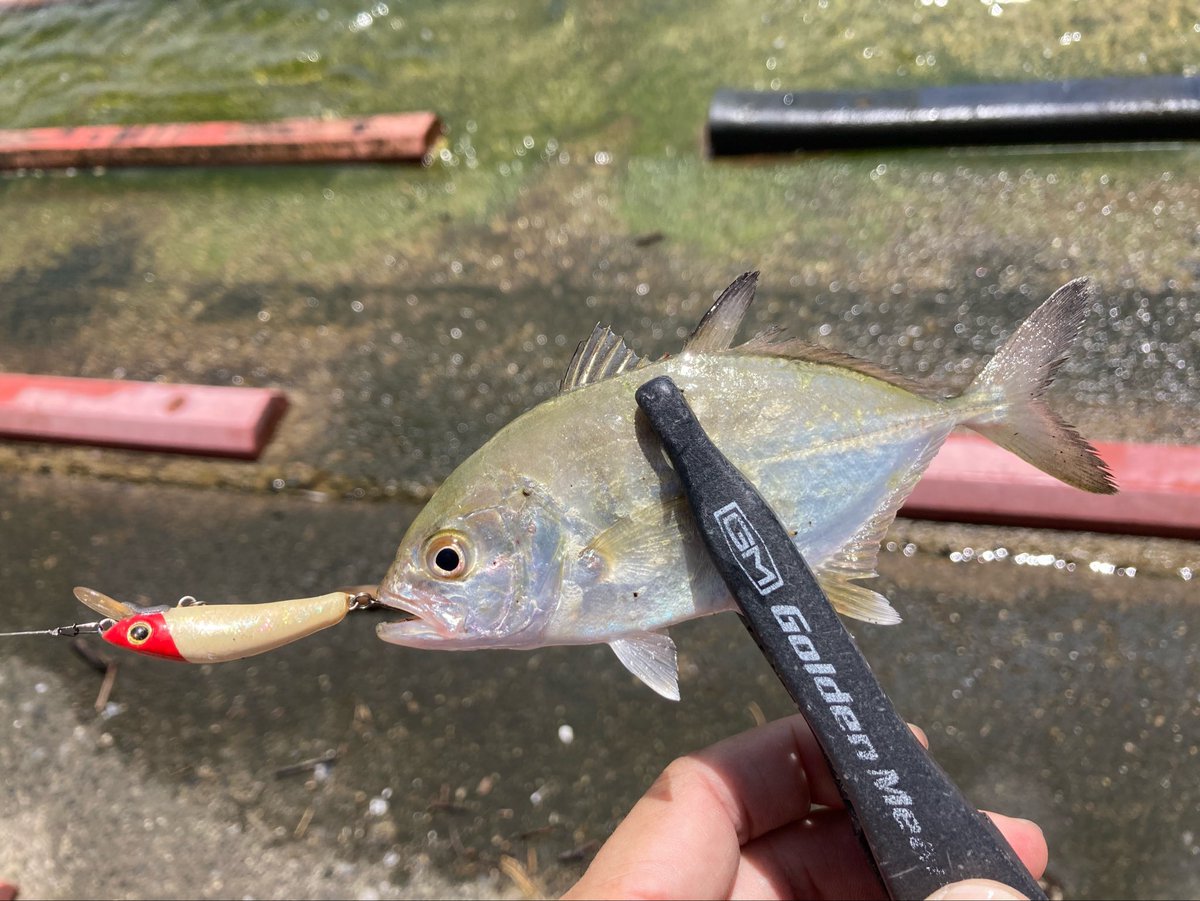 jesseed11's tweet photo. やっぱりギンガメがおらんと数釣れないすね

そういや3日前も行ったんすけど雨直後で濁りとゴミが酷く、手前は釣りにならなかったのでミノーでちょい沖目を

1本だけ釣れたので即撤収しました

#メッキ https://t.co/lE5gRx9vsi