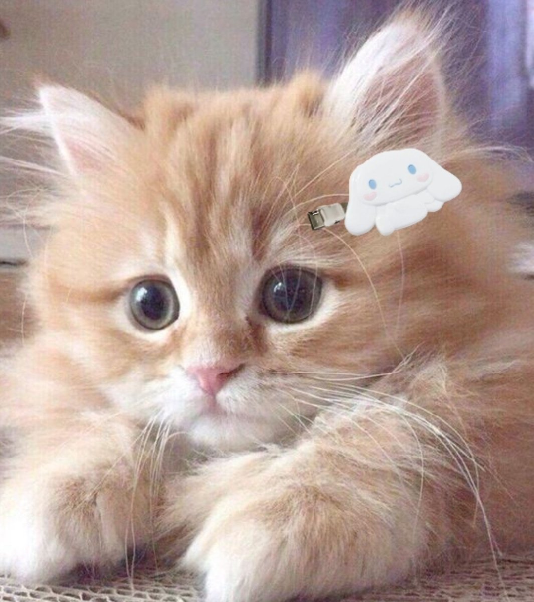 imhirayaliu's tweet photo. what's cuter than this orange cat? none. https://t.co/w78m0LNkvd
