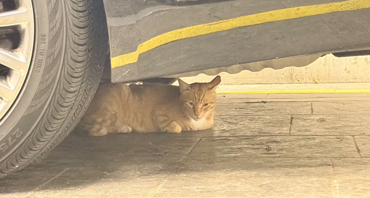 aomgh1ghrarea's tweet photo. More Vision’s office cat guarding the headquarters today https://t.co/mmmFI7tH8X