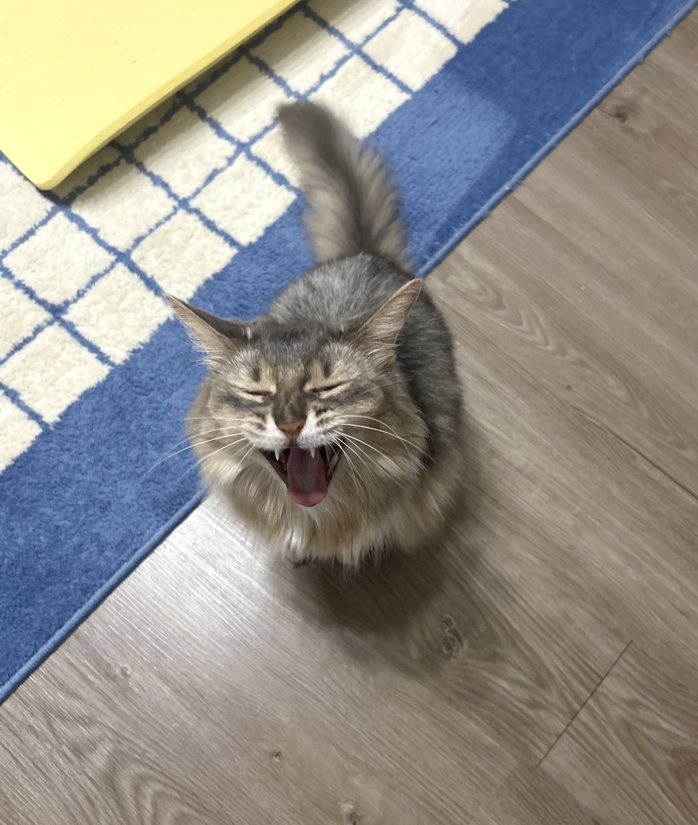 linda1013blue's tweet photo. ヒバニーの一人称が「ぼくちん」なの可愛過ぎて「かわいい〜〜！！！」って言うたら寝てた猫がすっ飛んできた

かわいいちゃんはお呼びでないよ😌 https://t.co/l0MHTGayt4