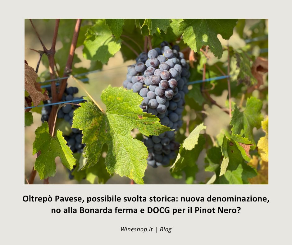 wineshop_it's tweet photo. Le principali notizie sul vino della settimana: https://t.co/PmtWZptaja

1️⃣ Rivoluzione nell'Oltrepo'
2️⃣ 53 mln di ettolitri fermi nelle cantine italiane
3️⃣ Corvina primo vitigno in Valpolicella
4️⃣ Al debutto le 3 stelle Michelin del vino
5️⃣ Champagne: vendemmia più precoce https://t.co/wDBXqViAEF