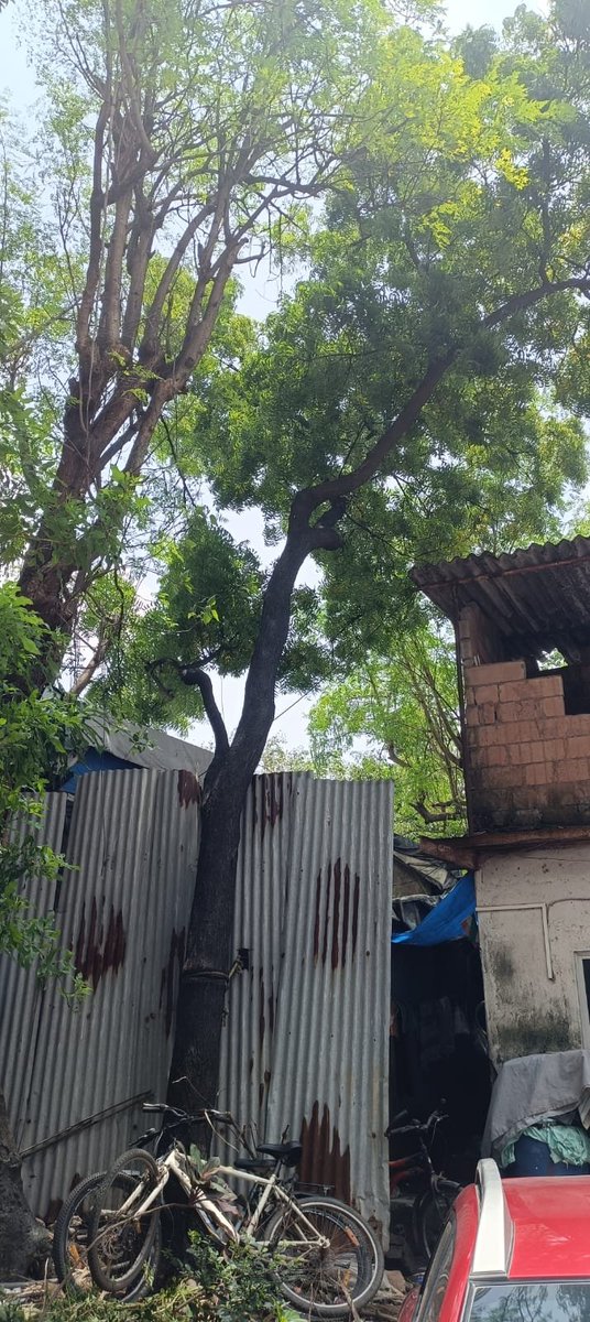 UtopiaCHSL's tweet photo. Dear @mybmc @mybmcWardHE 
A large tree near our society (Rizvi Utopia CHSL, behind Egypt Church, Nr St Mary School, Shastri Nagar, Kalina, Santacruz East) is about to fall. It may cause injury or property damage. Please instruct the BMC Garden Deptt to visit and inspect the tree and do the needful action so that any untoward incident is avoided.