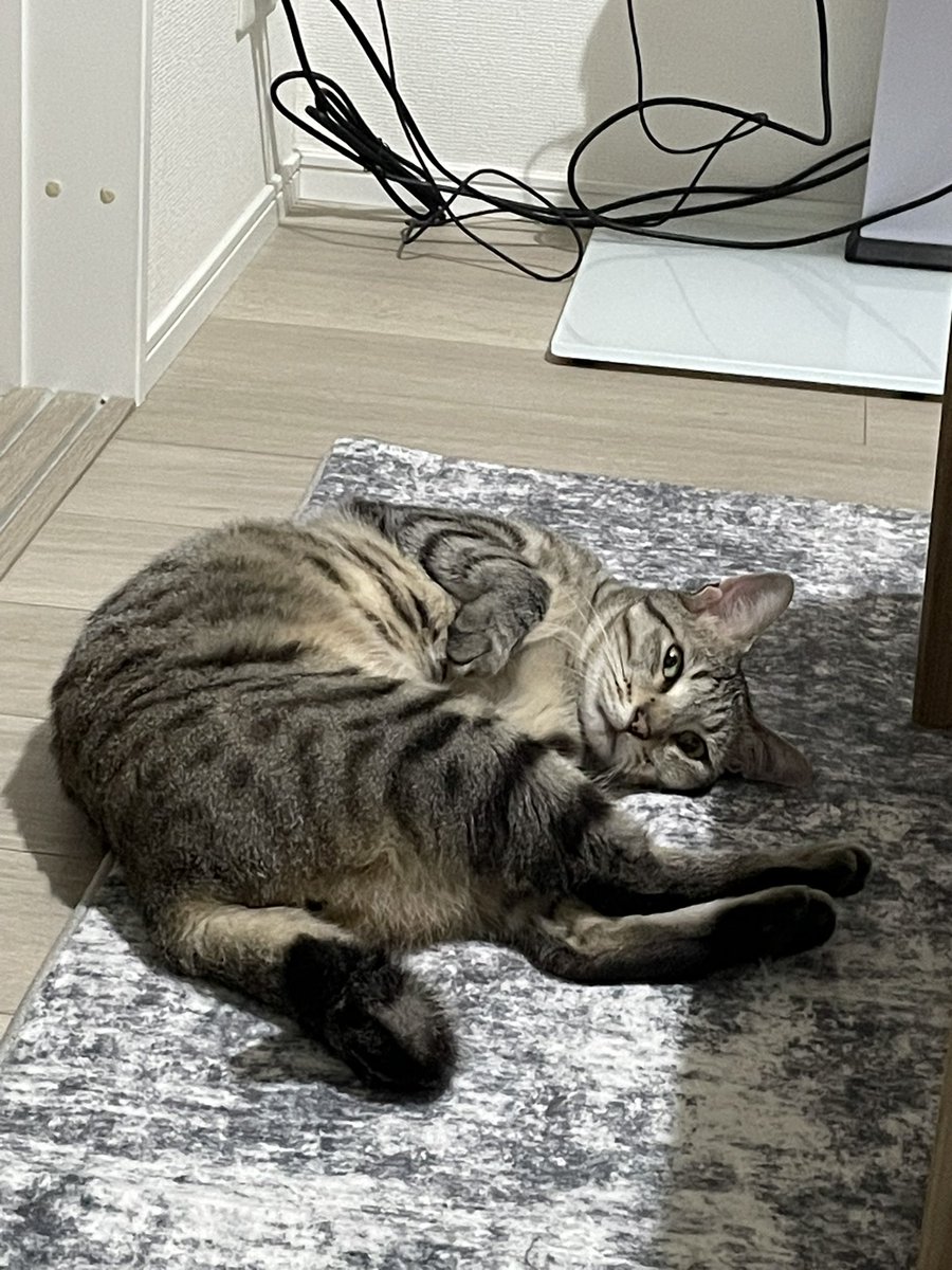 Y813_N's tweet photo. 数日ぶりに帰ってきたから気になるんかもしらんけどもうちょい普通の体制できひん？ https://t.co/20GCz1y50a