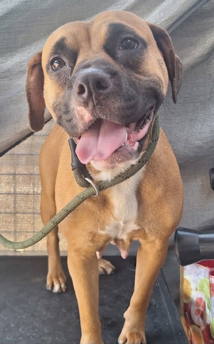 JustinGood65768's tweet photo. 📢 ADOPTION SPECIAL: All dogs over 40 lbs are just $25 through 7/17 due to overcapacity! 📢
💥 SATURDAY BONUS: Adopt between 12-4pm Sat 7/11 and she will be Free! 💥

Meet Mia (ID: 258739) at the Staten Island shelter. 

👈 Left Pic: Intake photo
👉 Right Pic: At the shelter, clearly overwhelmed

🌸 About Mia:
• Found wandering as a stray, she arrived at the facility in the company of two other pups.
• The chaotic environment understandably flooded her with severe anxiety and terror early on.
• Thanks to careful attention and soft, slow interaction, this sweet girl is finally opening up and finding her footing.
• Her perfect match is a quiet, low-stress household where she can settle in without pressure and slowly feel safe.

Given a routine, gentle touch, and true compassion, she will undoubtedly transform into your most devoted and affectionate partner.

👉 Adopt Mia here: https://t.co/YpRYA2iwZ9

#Adopt #Foster #Pledge