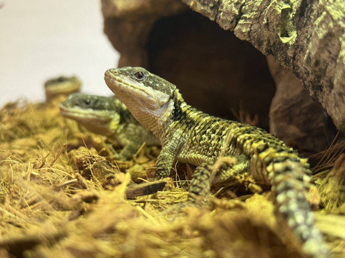 Herptile Lovers(ハープタイルラバーズ) (@herptilelovers) / Posts / X
