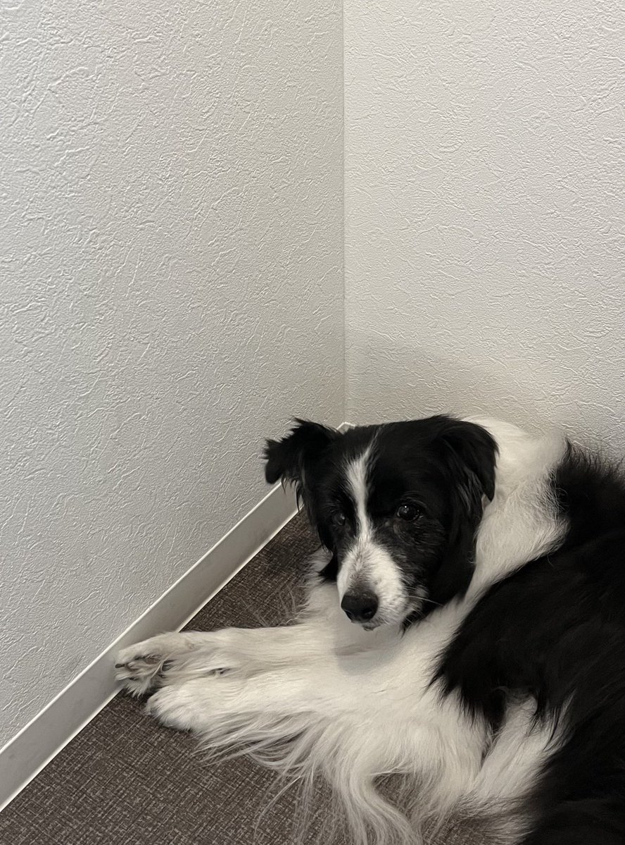 いまの子を飼い始めてから先代犬を思い出すことも増えたんだ