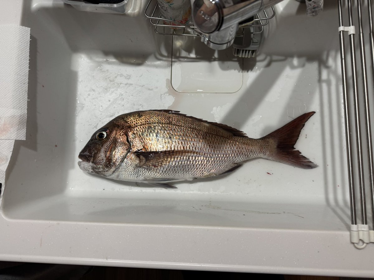Healthy_son95's tweet photo. 今日も釣れたよって事で報告〜
夜な夜な隣でシーバス釣れてて
俺もシーバス狙おって思ったら
まさかの真鯛！最高に引いて楽しかった
60cm 2.7kg https://t.co/4G3BB6k5AW
